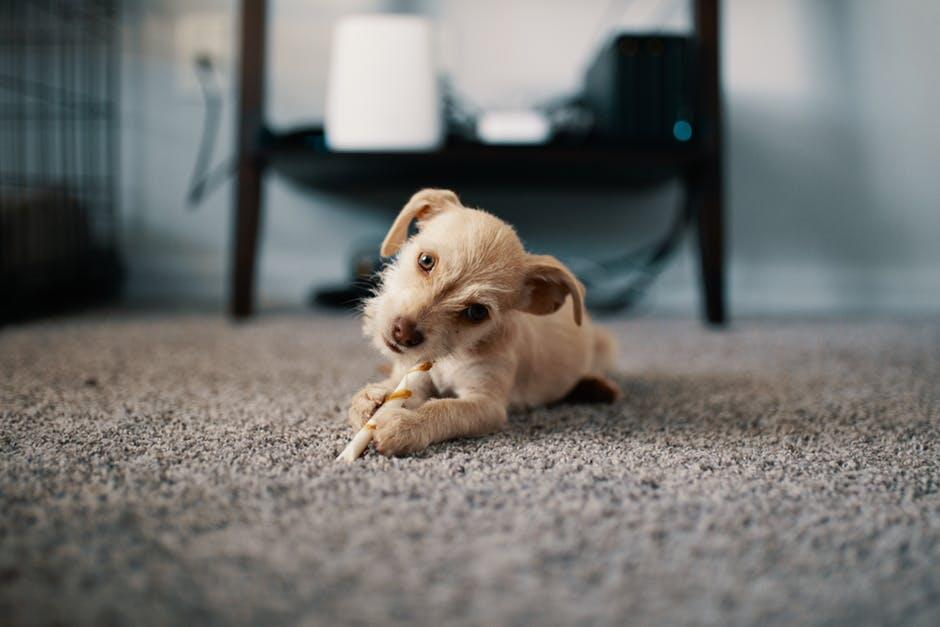 Pros and Cons of Allowing Pets in Your New York City Rental Property